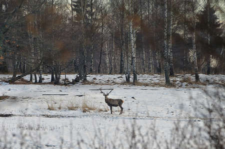 Carpathian Deer (Cervus Elaphus) In Winter Timeの写真素材