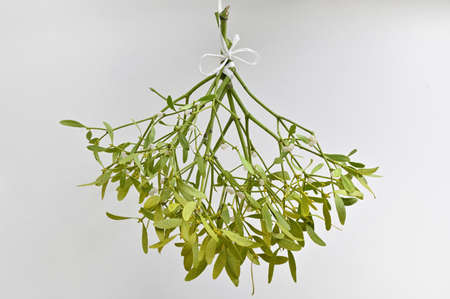 Branch Of Mistletoe With Ribbon On white Backgroundの写真素材