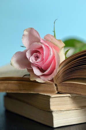 Closeup of Open Book and Pink Roseの写真素材