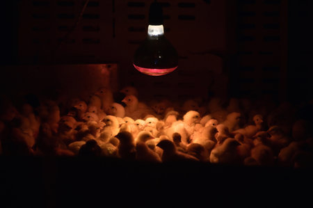 Artificial lighting in Poultry Farm For Breeding Chickensの写真素材