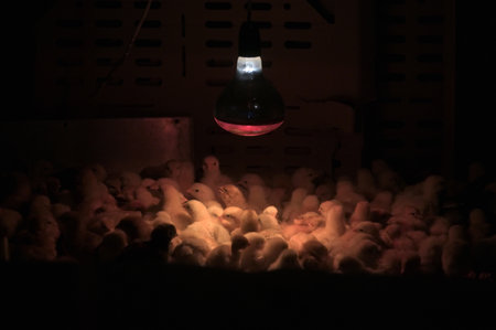 Artificial lighting in Poultry Farm For Breeding Chickensの写真素材
