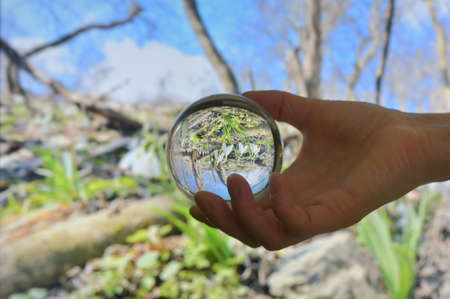 A Glass Round Lens ball and Snowdrops against old leaves in spring timeの写真素材