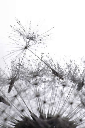 Closeup Dandelion Seeds and dew dropsの写真素材