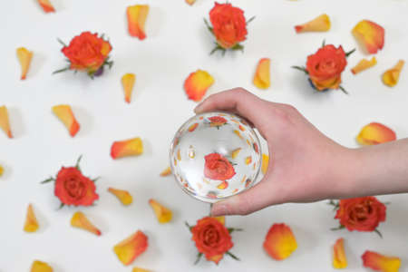 A Glass Round Lens ball and Roses reflexion in studioの写真素材