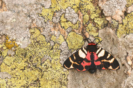 The Scarlet Tiger Moth Arctia Festiva, Formerly Panaxia Dominulaの写真素材