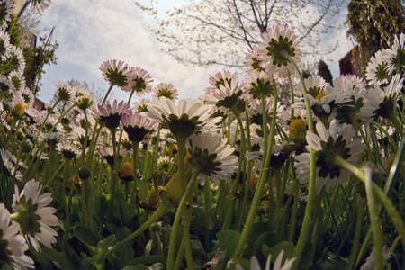 Closeup Annual Daisies (Bellis Annua) In A Meadowの写真素材