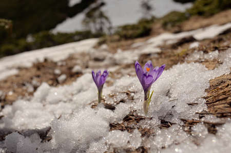 Spring Awakening, Flowers Of Crocuses On Romania Mountainsの写真素材