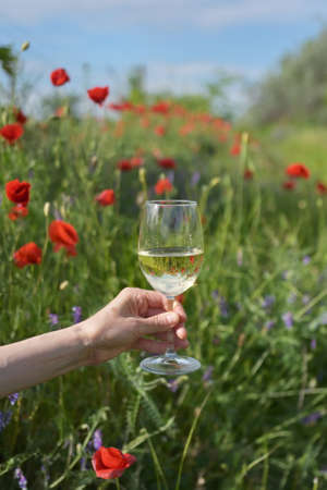 Woman Hand  with White Wine In Glass on poppy fieldの写真素材