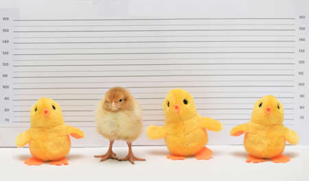 Conceptual Real and Toy Chicken Posing For Mug Shot At Police Stationの写真素材