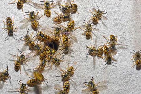 Closeup Wasp Family and nest holeの写真素材
