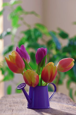 Vase of Tulips isolated on table in spring timeの写真素材