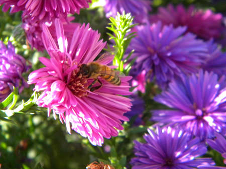 bee on the violet flowerの写真素材