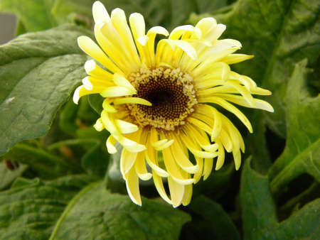 yellow flowerの写真素材