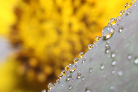 yellow flower reflected in water dropletsの写真素材