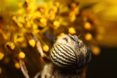 stripe eyed bugの写真素材