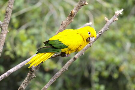 Yellow parrot on a tree, bird in natural landscape.の写真素材