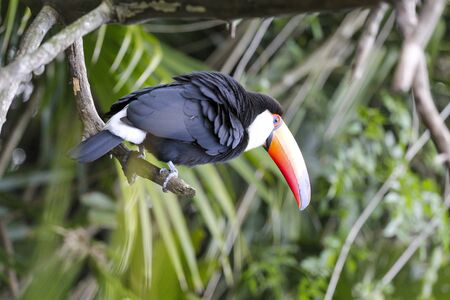 colorful toucan on a tree, bird in natural landscape.