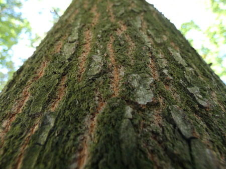 Close Up of Tree with Bark - Sky in the Background