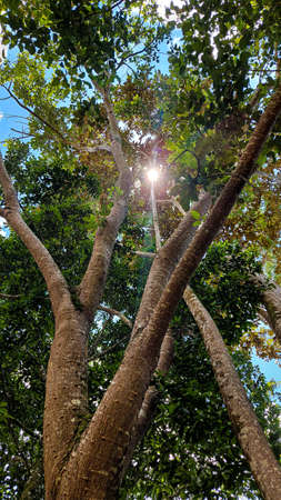 LARGE TREE BARKS WITH THE SUN ENTERING BETWEEN THE LEAVES