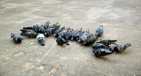 Group of pigeons pecking seeds from the groundの写真素材