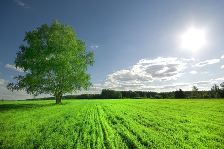 one green tree on the field and cloudy sky の写真素材
