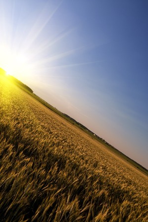 Picturesque rural corn landscape with tilted horizonの写真素材