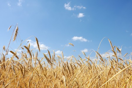 Field of wheat in a sunny day under blue skyの写真素材