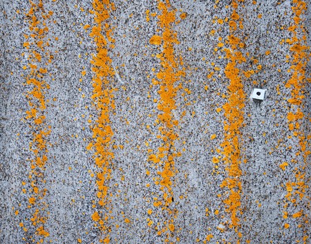 moss on wall background on stone backgroundの写真素材