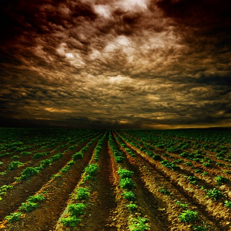 potato field on a sunset under blue sky landscapeの写真素材