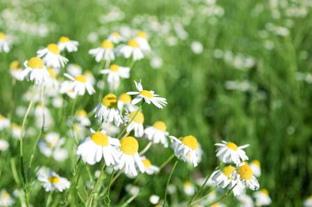 daisywheel much with green leaf on green background の写真素材