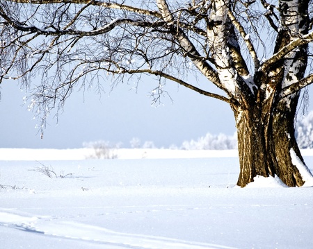 View of birch at sunny day winter landscapeの写真素材