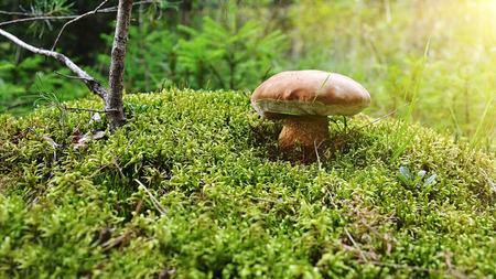 big mushroom in the forest with sun light