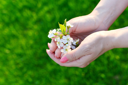 Sakura or cherry blossom flower in wooman hand photo