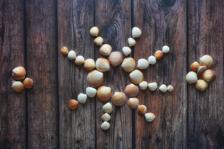 Shell shells sun sunny grey brown wooden floor