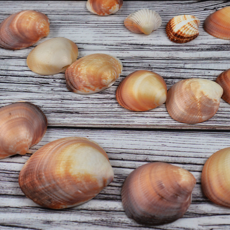 Sea shells on rustic wooden table Seashells on wood top view photoの写真素材