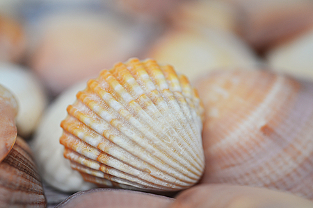 Seashells summer background lots of different seashells on wood tableの写真素材
