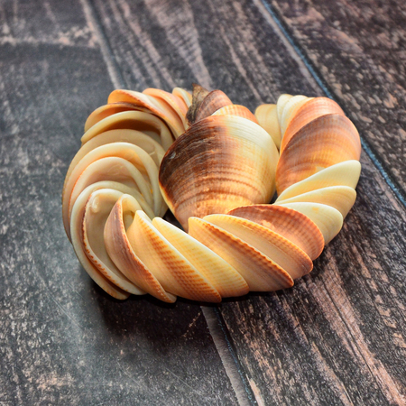 Sea shells on rustic wooden table. Seashells on wood top view photoの写真素材