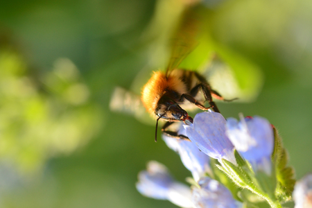 One beautiful bumblebee on violet meadow flowerの写真素材