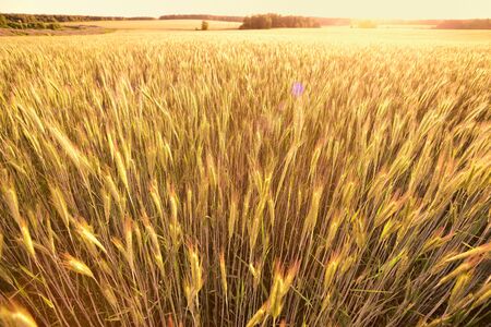ears of golden wheat in the fieldの写真素材