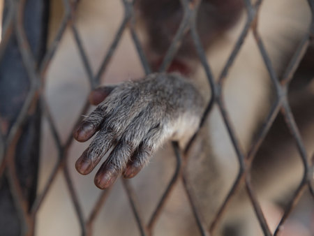 monkey hand in a cage, closeup of animal paw in cageの写真素材