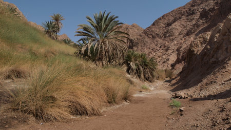 Wadi Musa, oasis in the Judean Desert, Israelの写真素材