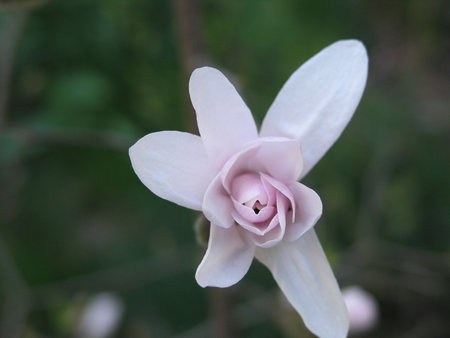 Magnolia flower in the garden, close-up of a flowerの写真素材