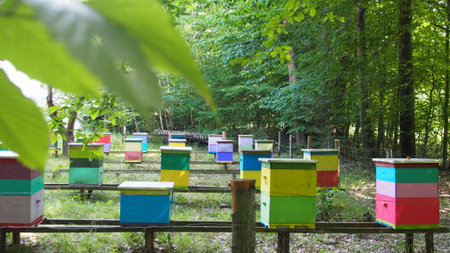 Colorful wooden beehives in the forest. Beekeeping.の写真素材