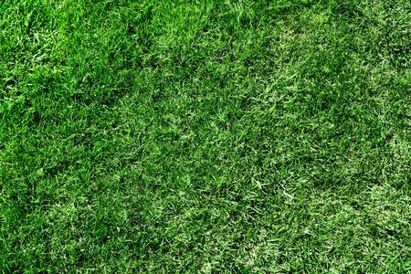 Grass