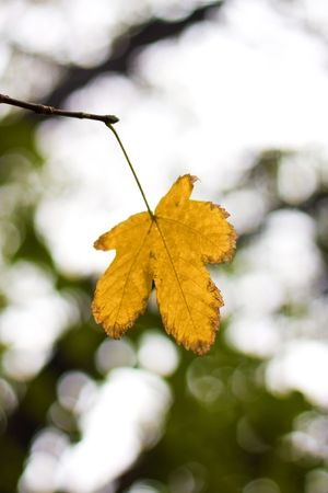 Autumn leafsの写真素材