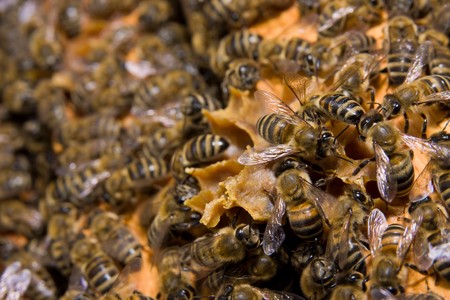 Honeycomb with beesの写真素材