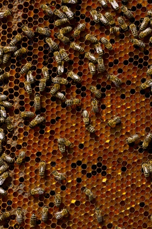 Honeycomb with bees and honeyの写真素材