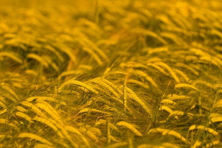 Wheat field ready for harvestの写真素材