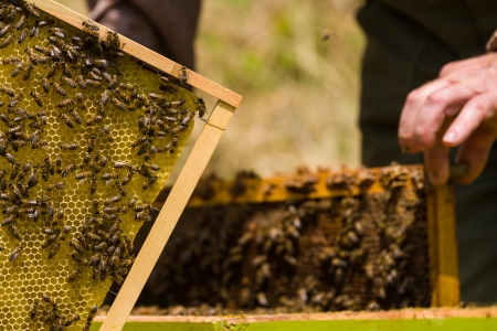 Beekeeper working on honeycomb with bees and honey around the beehive