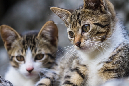 Lovely little baby cats playing の写真素材